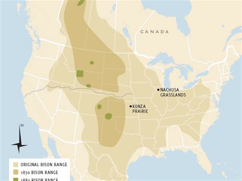 Bison Map – Maps, Signage & Graphic Design