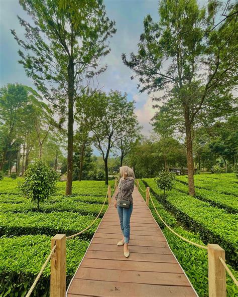 Tea Bridge Gunung Mas Puncak Lokasi Harga Tiket Terbaru - Wisata Milenial