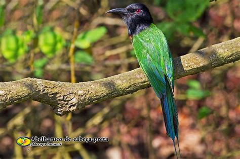 Ghim trên Bijeneters - Bee-eaters - Coraciiformes - Meropidae