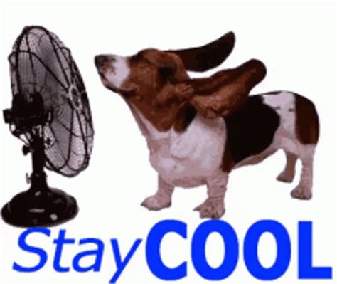 Stay Cool GIF - Stay Cool Gif - Discover & Share GIFs