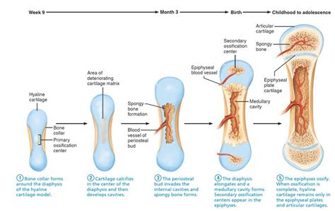 Endochondral ossification in a long bone showing the locations of the primary and secondary ...