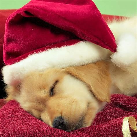 Christmas Puppies Wallpapers Free - WallpaperSafari