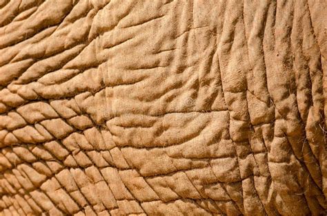 Elephant skin stock photo. Image of hard, color, animal - 51576148