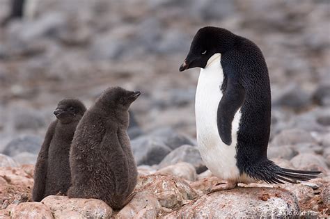 Adelie Penguin with Chicks | Rod Planck Photography