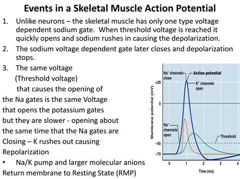 PPT - Electrophysiology of Muscle Skeletal & Cardiac excitation ...