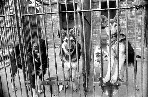 Condemned dogs at the Manchester dogs home Collyhurst