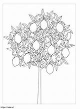 Lemon Tree coloring Page sketch template