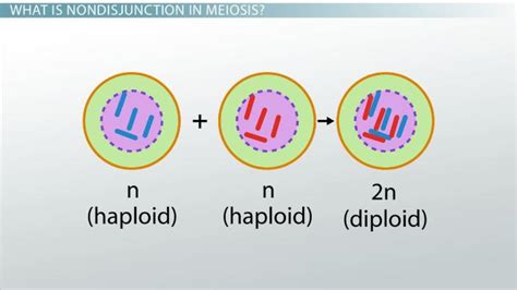 Mitosis and meiosis quiz campbell