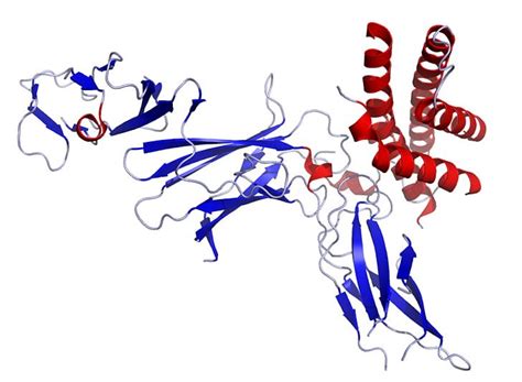 Interleukin 12 Cytokine T Cell PNG, Clipart, Antigen, Art, B Cell, Blue, Cell Free PNG Download