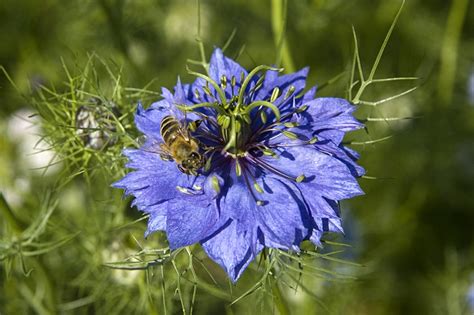 Nigella sativa Images - Useful Tropical Plants