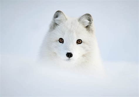 24 Photos Of Truly Adorable Animals In Snow | FREEYORK