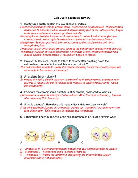 Mitosis Coloring Worksheet Answer Key Pdf