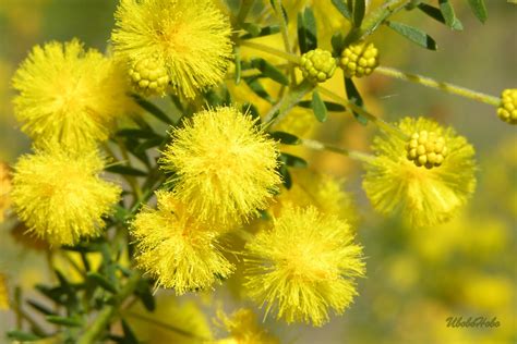 Ubobo Flowers: Lovely Golden Wattle