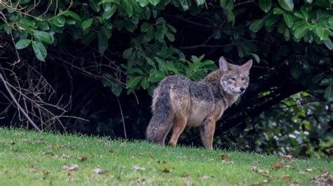 Wild About Urban Coyotes | Wilderness Committee