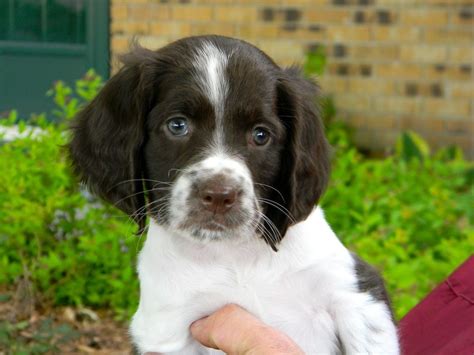 French Spaniel puppy photo and wallpaper. Beautiful French Spaniel ...