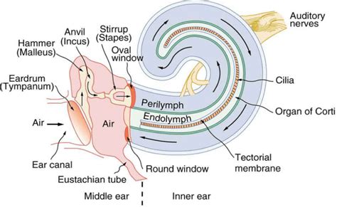 What part of the ear contains the sensory receptors for hearing? | Socratic