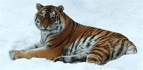 Tigre de Amur :: Imágenes y fotos