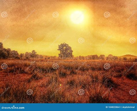 Sunrise / Sunset with Golden Light Stock Photo - Image of shrubland ...