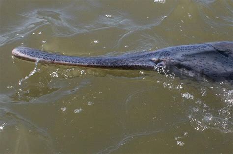 Paddlefish - Questions and Answers | North Dakota Game and Fish