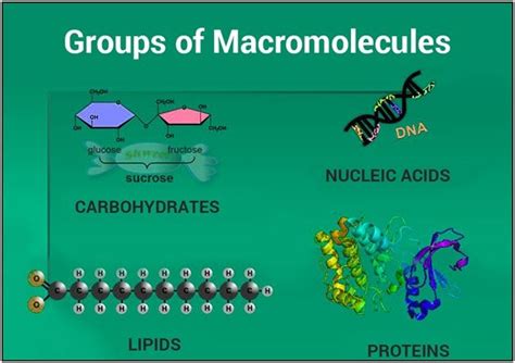 Macromolecule -Examples, Types and Uses of Macromolecules