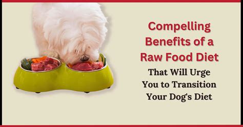 14 Benefits Of Raw Dog Food For Optimal Health