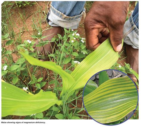 Most common nutrient deficiency symptoms in maize