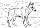 Coyote Coloring Pages To Download And Print For Free sketch template