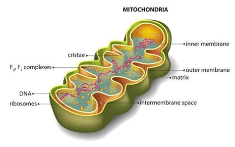 Mitochondria Functions - Biology Wise