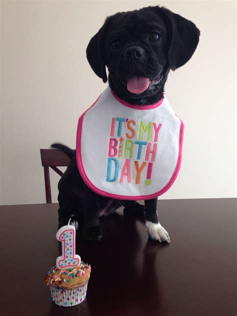 Puppy's first birthday! | Dog first birthday, Dog birthday, Puppy ...