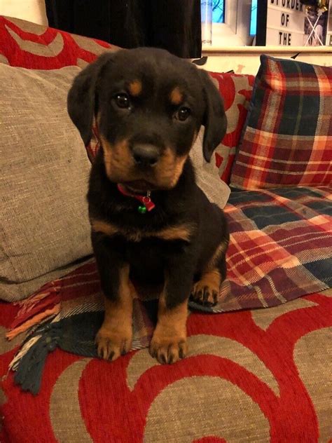 Rottweiler Female Puppies | in South Normanton, Derbyshire | Gumtree