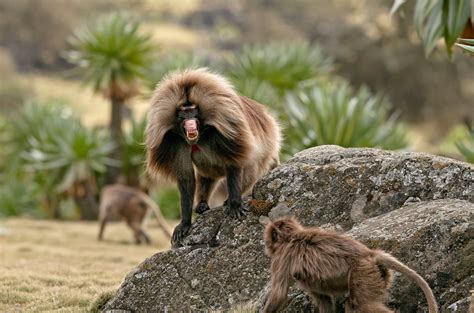 Gelada | All Interesting Facts & Photographs | The Wildlife