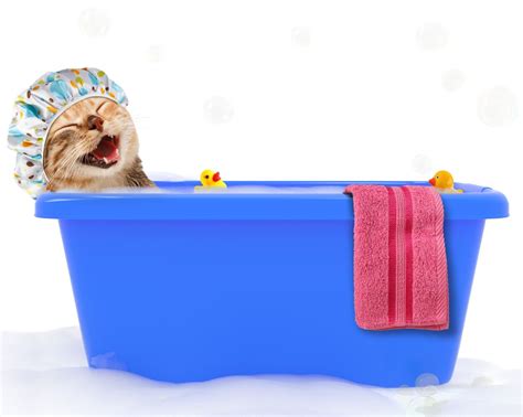 How To Bathe A Cat | Veterinarian in Johns Creek, GA