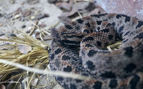 Western Pygmy Rattlesnake (Sistrurus miliarius streckeri) - ZooChat