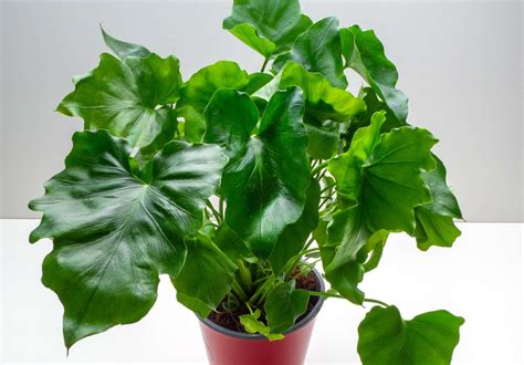 How to Grow and Care for Philodendron Shangri-La