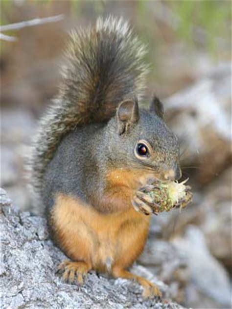 Douglas squirrel - Alchetron, The Free Social Encyclopedia