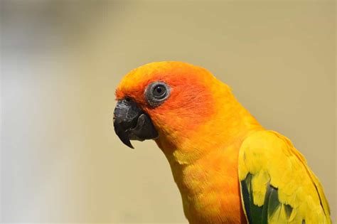 Sun Conure Parrot Price Check Low Price Factors | Parrots for Sale