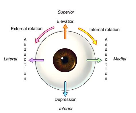 Eye Health Facts, Eye Facts, Sagittal Plane, Eye Anatomy, Upper Eyelid ...