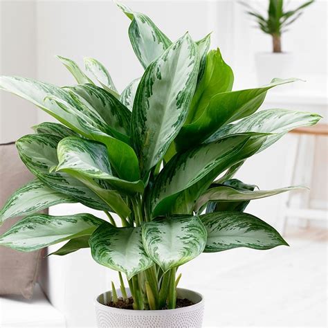 Aglaonema Plant Care