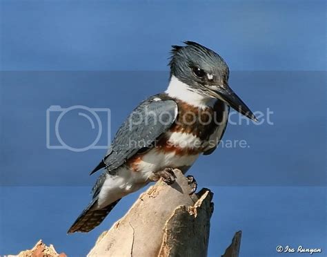 Belted Kingfisher - Female