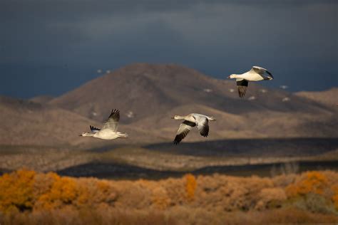 Bosque del Apache and White Sands Photo Tour Workshop — Slonina Nature ...