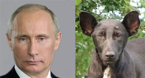 Dogs That Have An Uncanny Resemblance To Something Else - ILoveDogsAndPuppies