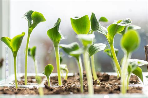 How to Grow Golden Zucchini | Gardener’s Path