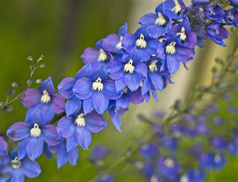 Ultimate Guide to the Delphinium Flower (Meaning & Symbolism) - Petal Republic