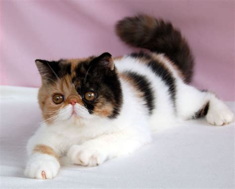 Exotic Shorthair Cat : Kittens, Facts, Personality, Price, Breeders ...