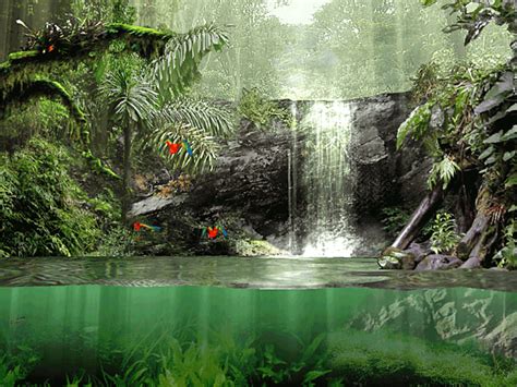 Fascinating Rainforest Screensaver for Windows - Screensavers Planet