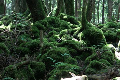 Aokigahara - Hiking in the "Suicide Forest" - Ja(a)pan