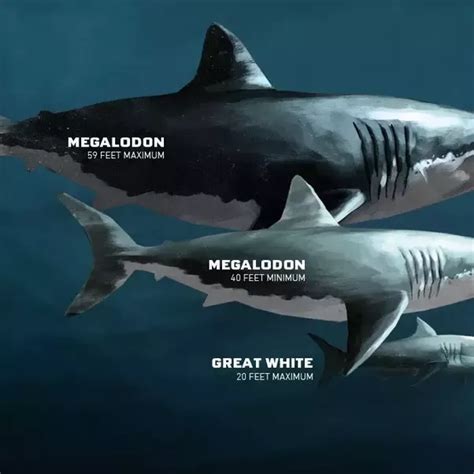 How big was a Megalodon compared to sharks today? - Quora