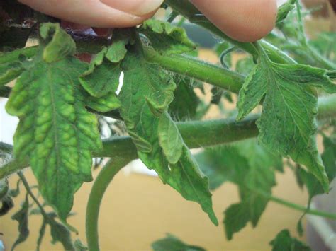 University of Illinois Plant Clinic: A Few Tomato Diseases Seen at the ...