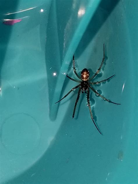 Is this a male black widow? Location: Grand Junction, Colorado : spiders