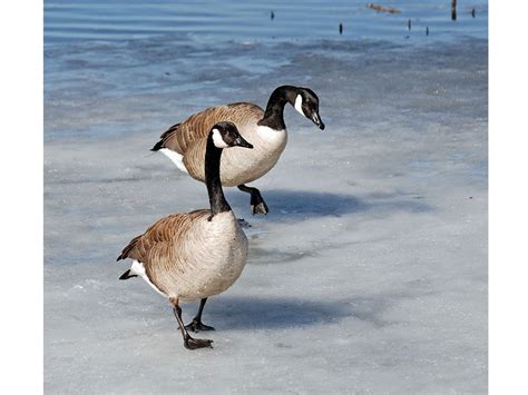 Frozen: Your Best Canadian Winter Photography | Our Canada